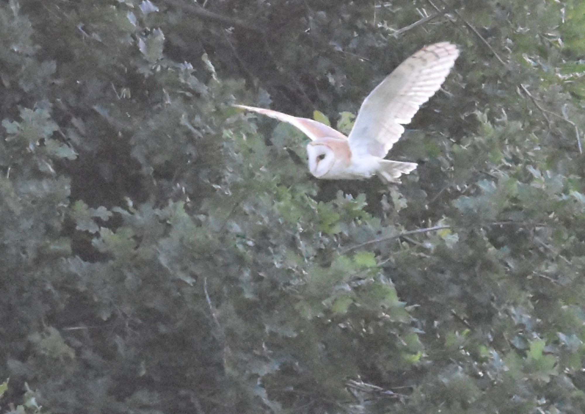 barn owl (1)