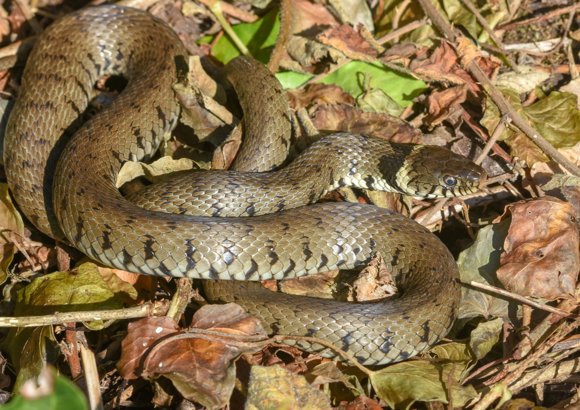 hampstead heath snake