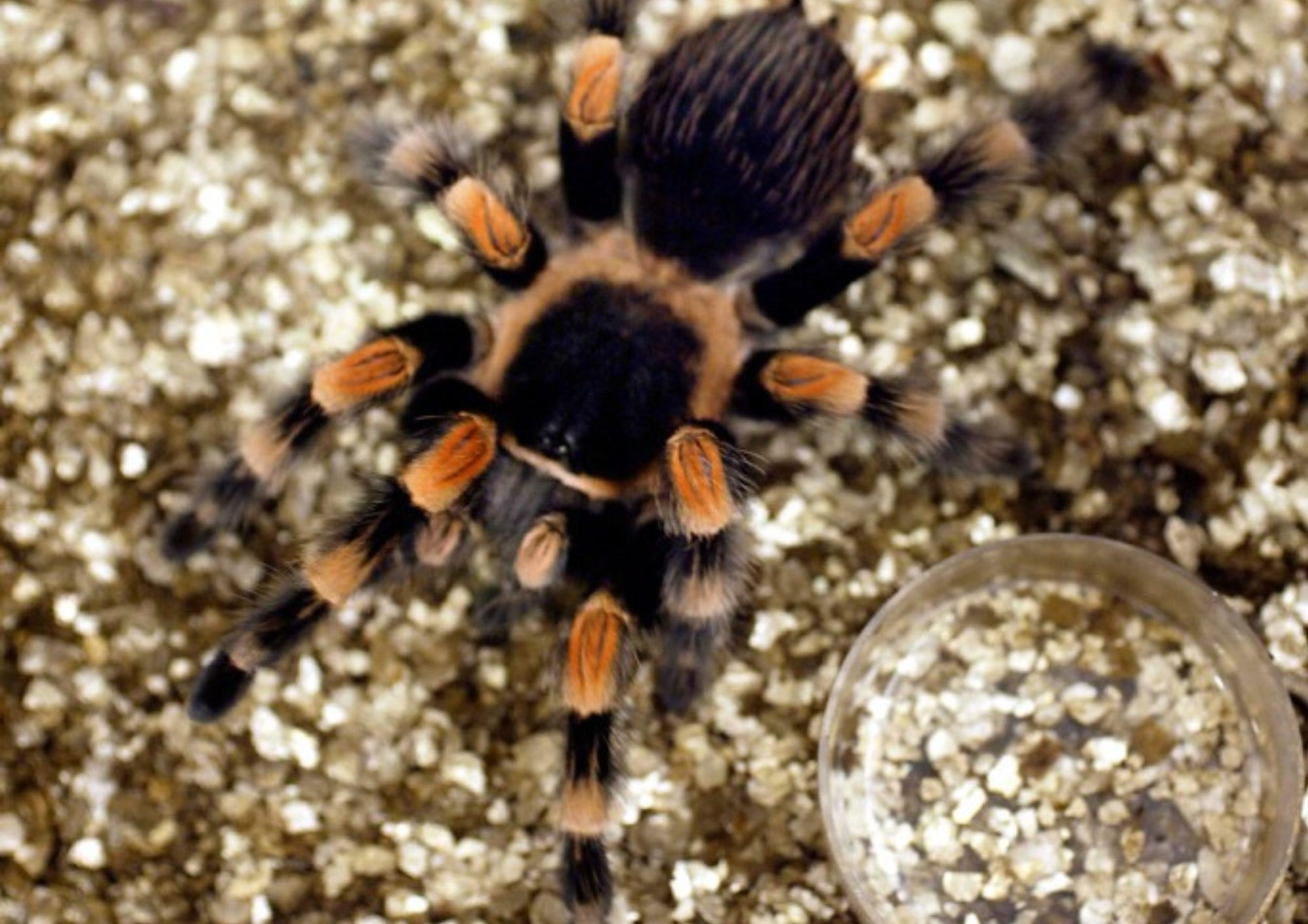 mexican red knee spider zsl