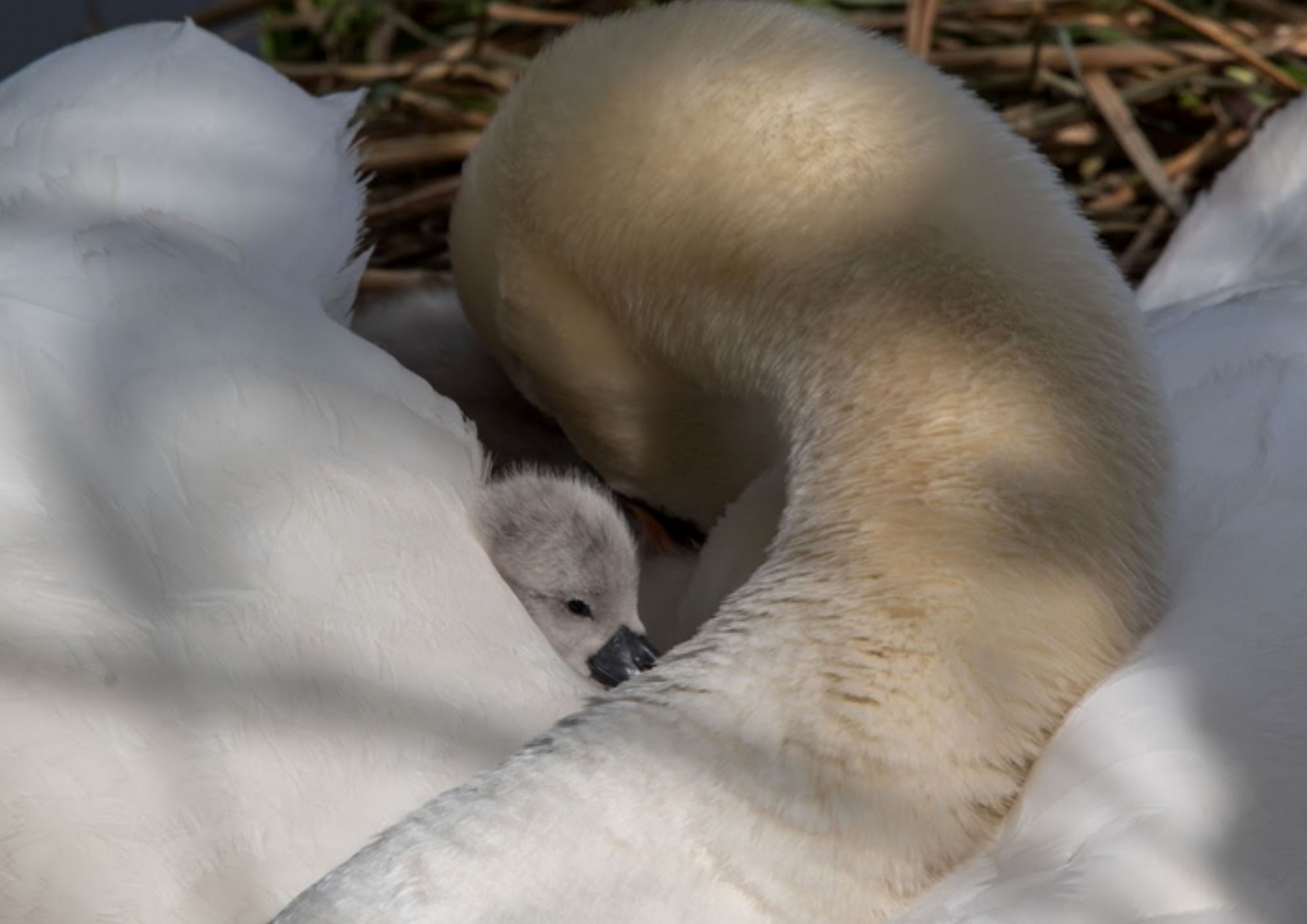 swan rescue heath louisa green (1)